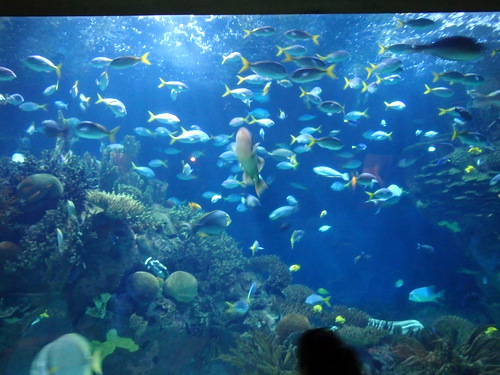 L'Oceanogràfic Center.